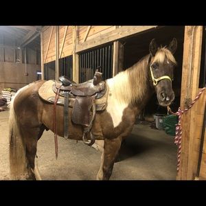 Meet your Posher, Carly